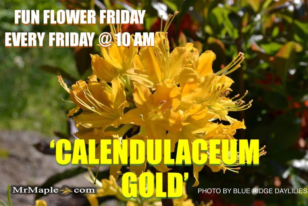 Azalea 'Calendulaceum Gold’ Deciduous Flame Azalea