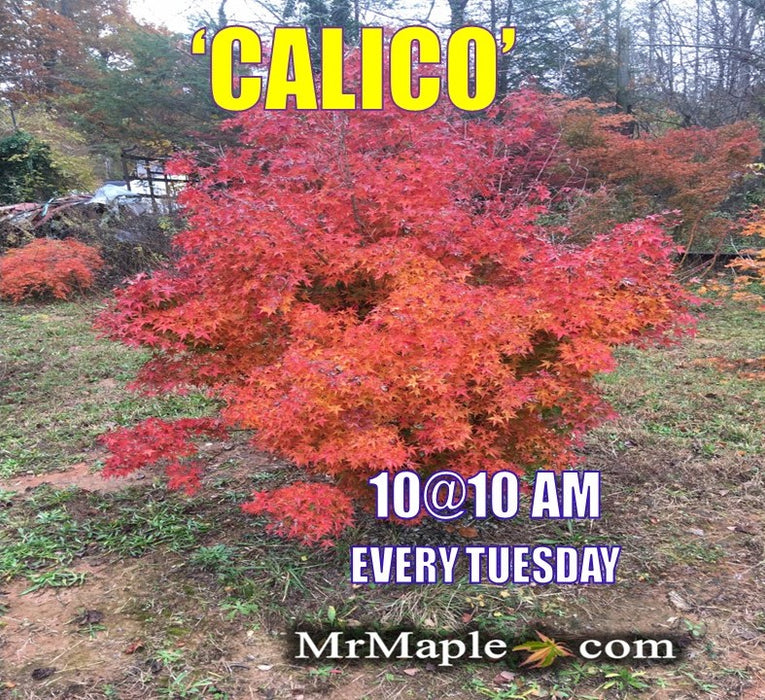 Acer palmatum 'Calico' Japanese Maple Tree
