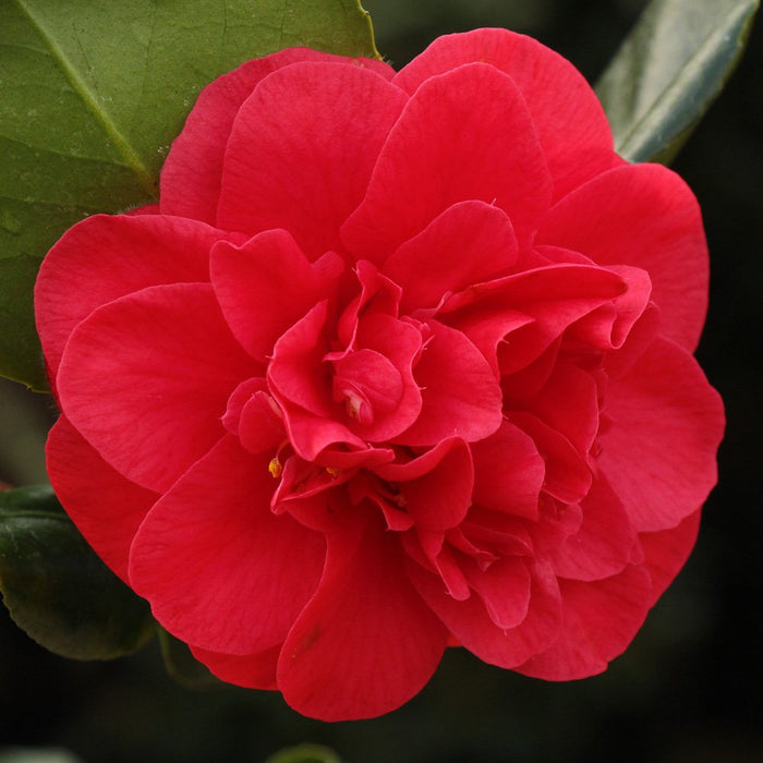 Camellia japonica 'Curly Lady' Red Flowering Camellia