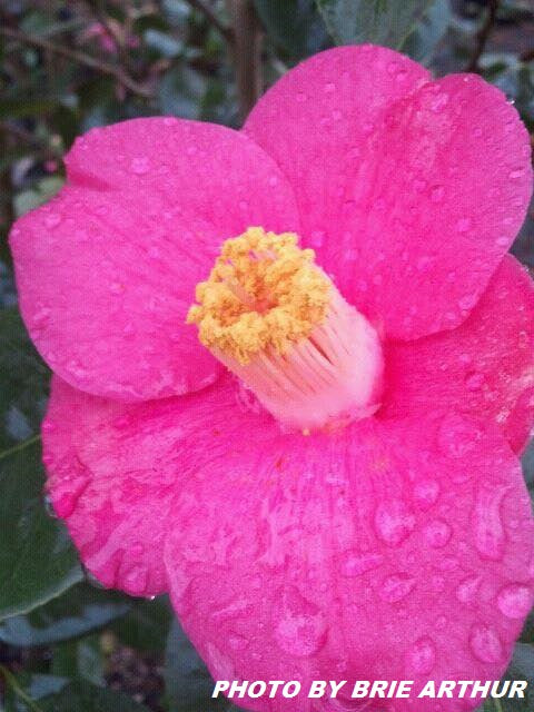 Camellia japonica 'April Melody' Rose Pink Flowering Cold Hardy Camellia