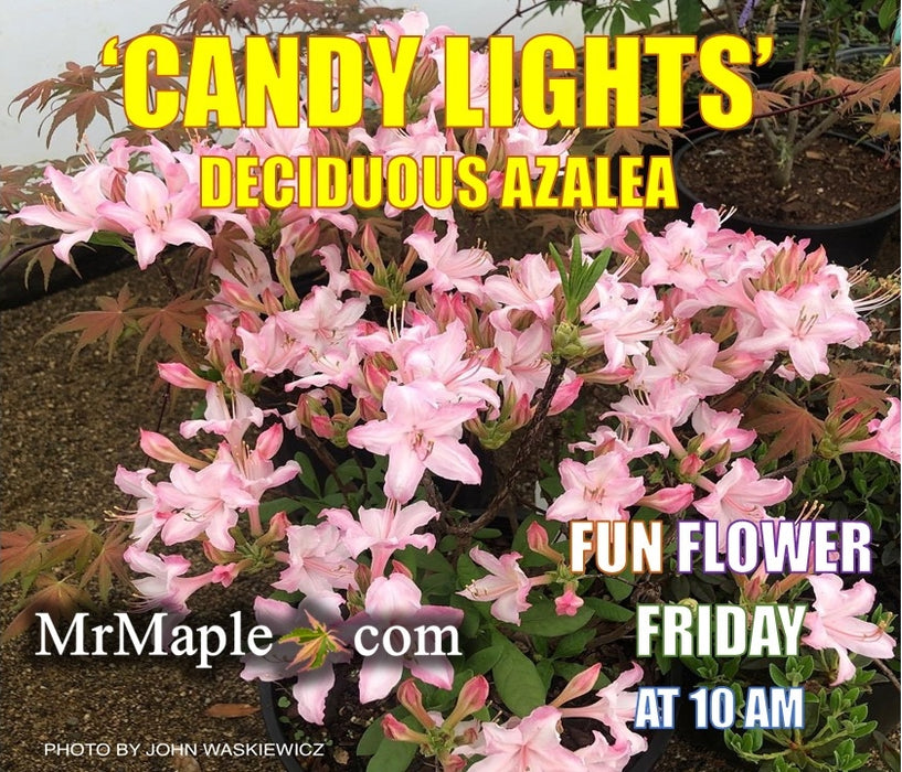 Azalea 'Candy Lights’ Pink Flowers Deciduous Azalea