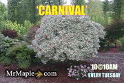 - Acer campestre 'Carnival' White Variegated Maple - Mr Maple │ Buy Japanese Maple Trees