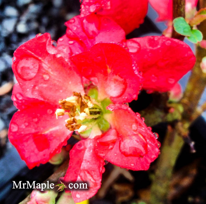 Chaenomeles X superba 'Texas Scarlet' Dwarf Flowering Quince