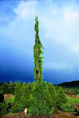 Chamaecyparis nootkatensis 'Green Arrow' (Nootka Cypress)