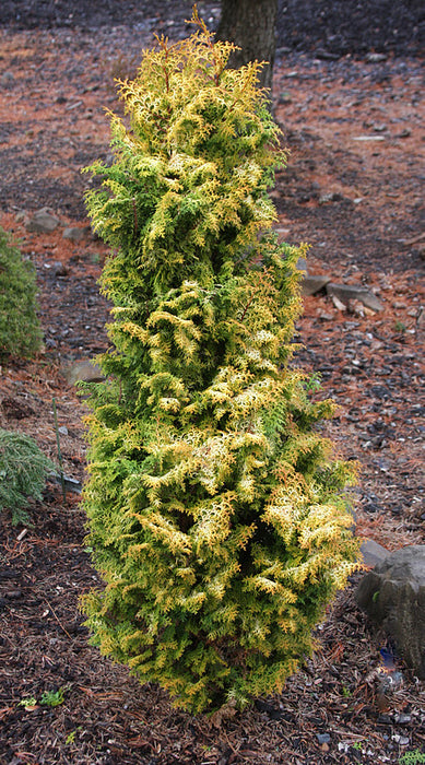 Chamaecyparis obtusa 'Melody' Narrow Dwarf Golden Hinoki Cypress