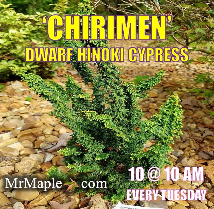 Chamaecyparis obtusa 'Chirimen' Dwarf Hinoki Cypress