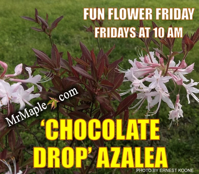 Azalea 'Chocolate Drop’ Pink Flowering Deciduous Mountain Azalea