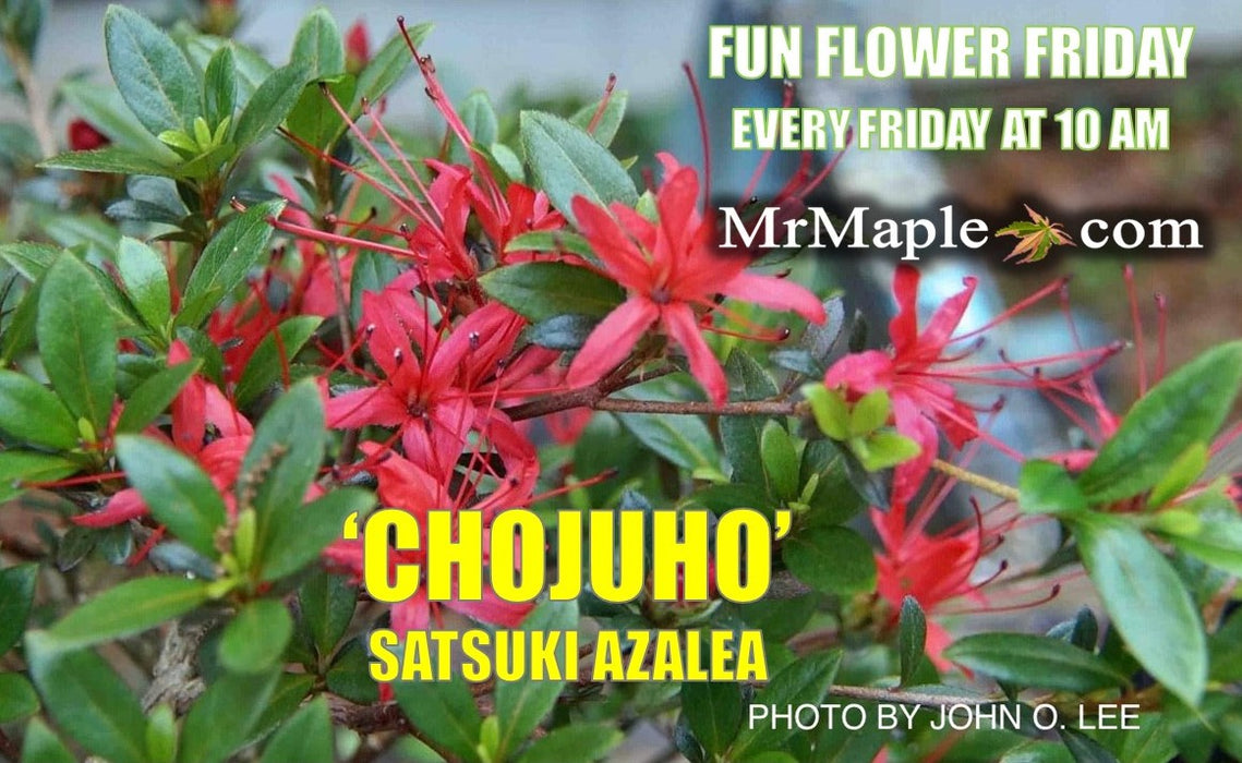 Azalea 'Chojuho’ Red Flowering Satsuki Azalea