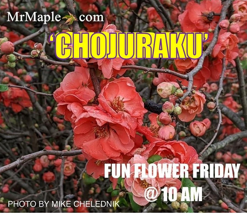 Chaenomeles japonica 'Chojuraku' Dwarf Flowering Quince