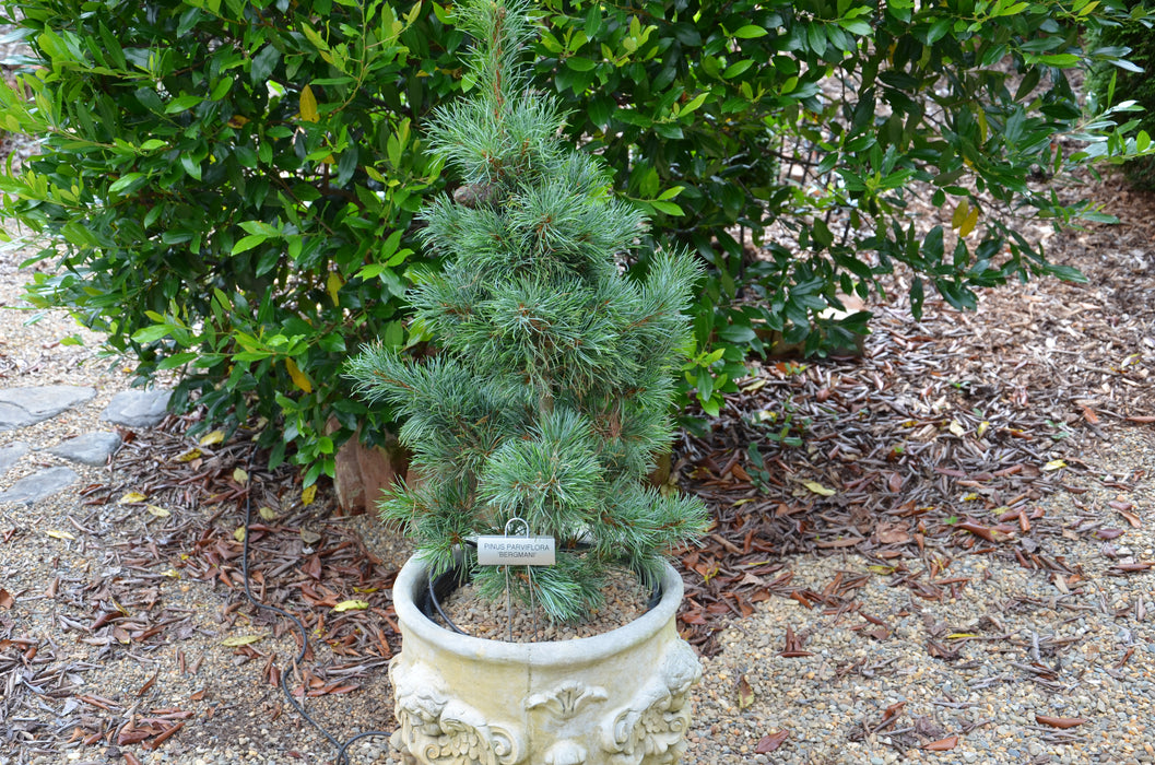 Pinus parviflora 'Bergman' Japanese White Pine Tree