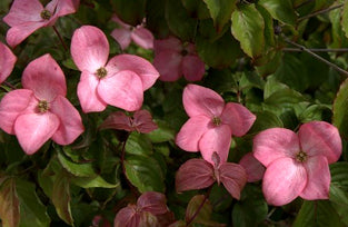 Cornus kousa 'Hanros' Radiant Rose™ Pink Flowering Chinese Dogwood
