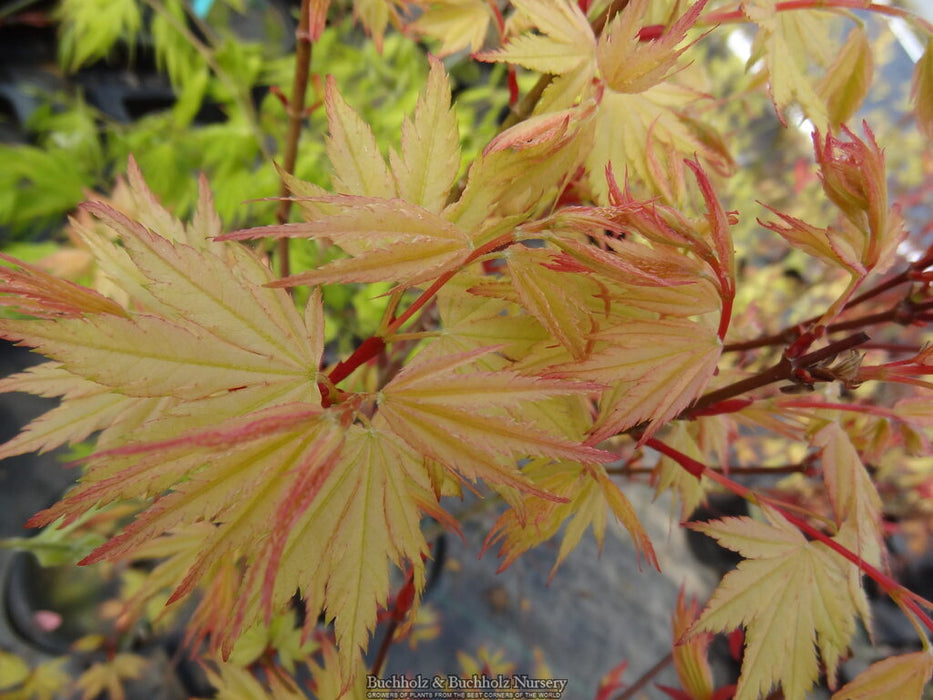 Acer palmatum 'Coral Pink' Japanese Maple