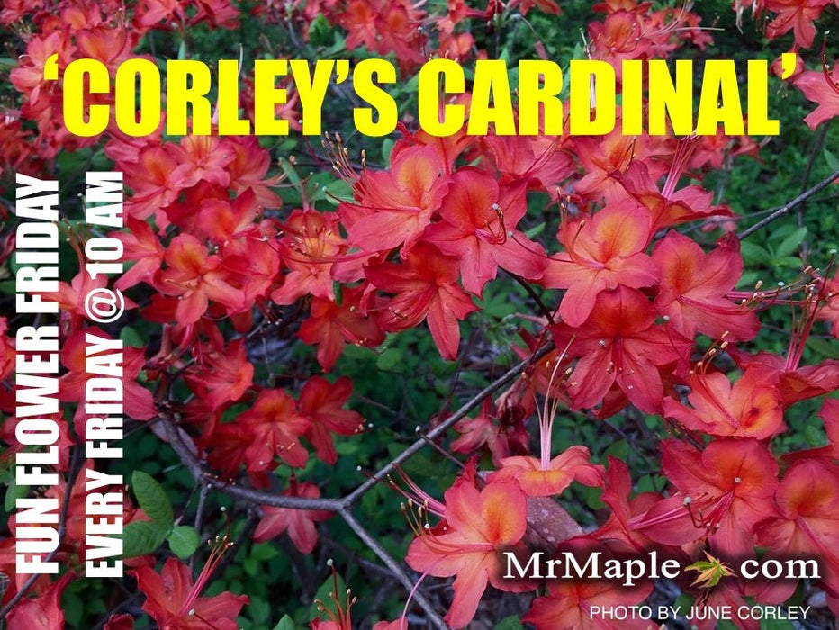 Azalea 'Corley's Cardinal’ Red Auburn Native Deciduous Azalea
