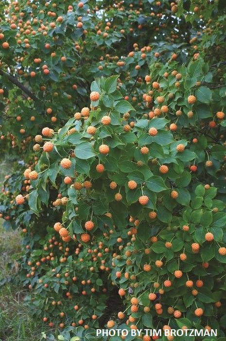 Cornus kousa 'Madi-II' Mandarin Jewel™ Orange Fruit White Flowering Chinese Dogwood