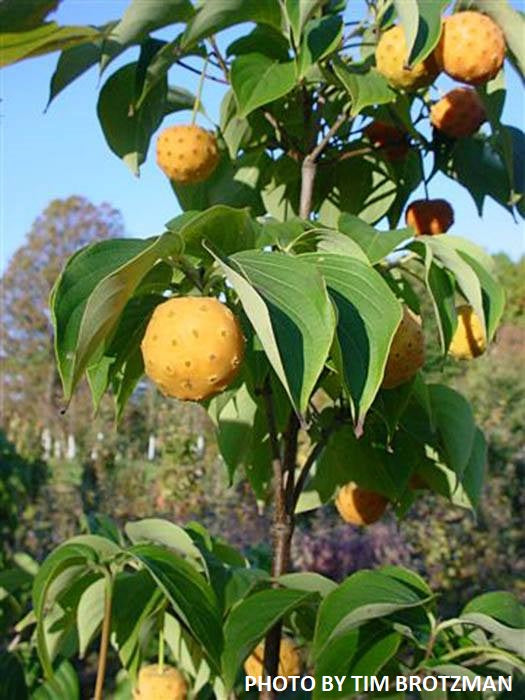 Cornus kousa 'Madi-II' Mandarin Jewel™ Orange Fruit White Flowering Chinese Dogwood