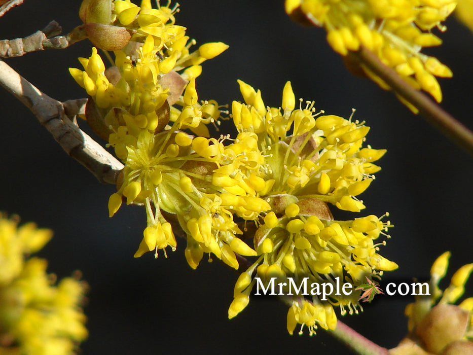 Cornus officinalis 'Spring Glow' Cornelian Cherry Dogwood