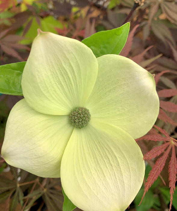 Cornus florida 'Superior White' White Blooming Dogwood