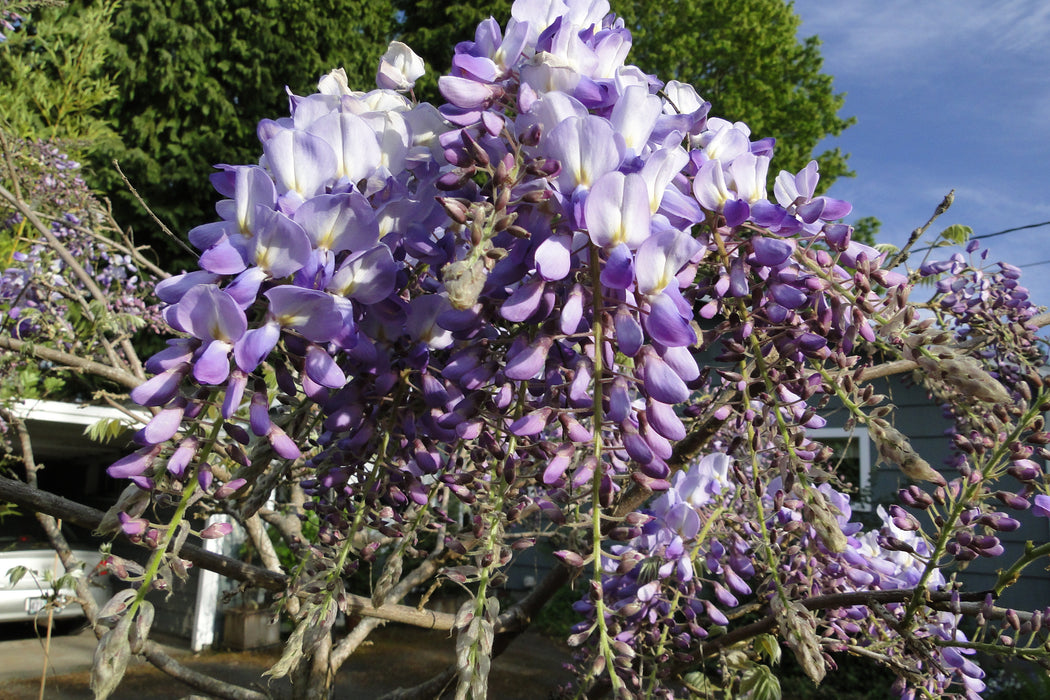 Wisteria sinensis 'Southern Belle' Blue Lavender Flowering Chinese Wisteria