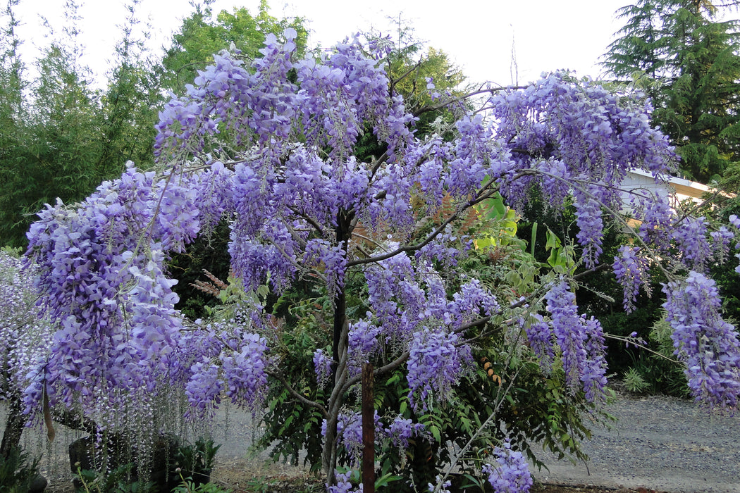 Wisteria sinensis 'Southern Belle' Blue Lavender Flowering Chinese Wisteria