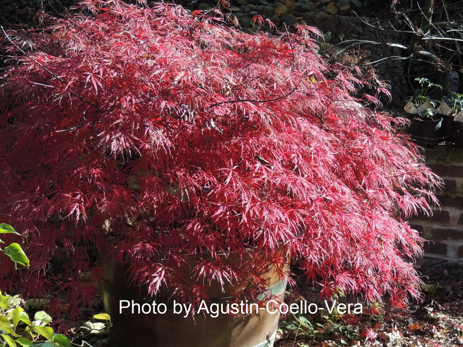 Acer palmatum 'Firecracker' Japanese Maple
