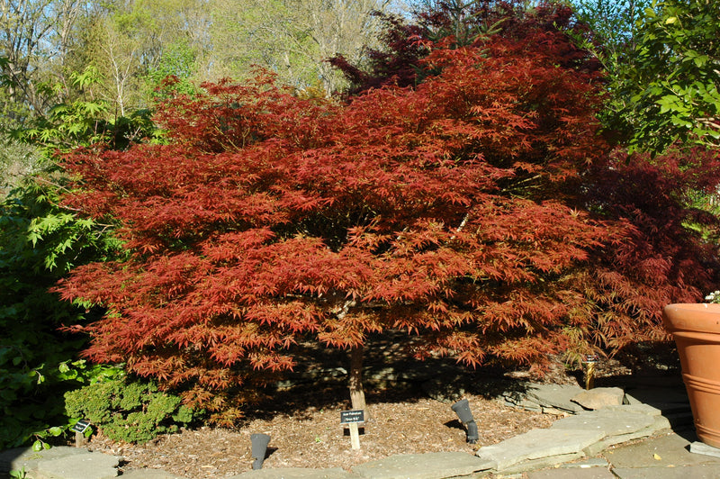 - Acer palmatum 'Orion' Dwarf Red Japanese Maple - Mr Maple │ Buy Japanese Maple Trees