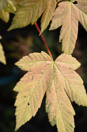 - Acer pseudoplatanus 'Esk Sunset' Rare Variegated Eskimo Sunset Maple - Mr Maple │ Buy Japanese Maple Trees
