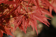 - Acer palmatum 'Orion' Dwarf Red Japanese Maple - Mr Maple │ Buy Japanese Maple Trees