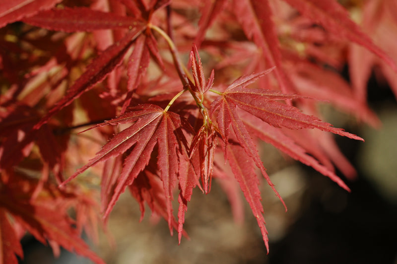 - Acer palmatum 'Orion' Dwarf Red Japanese Maple - Mr Maple │ Buy Japanese Maple Trees