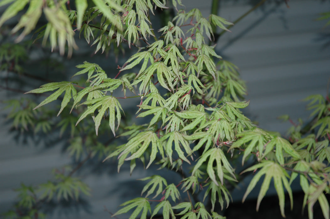 Acer palmatum 'Ukigumo' Floating Clouds Japanese Maple