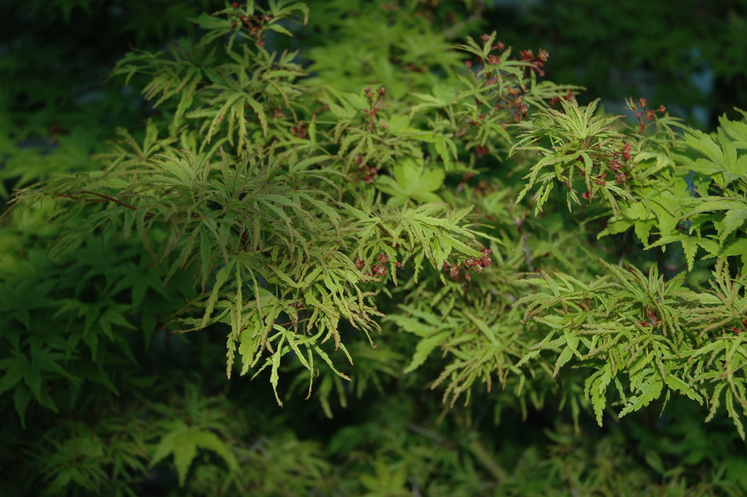 Acer palmatum 'Mini Mondo' Dwarf Japanese Maple