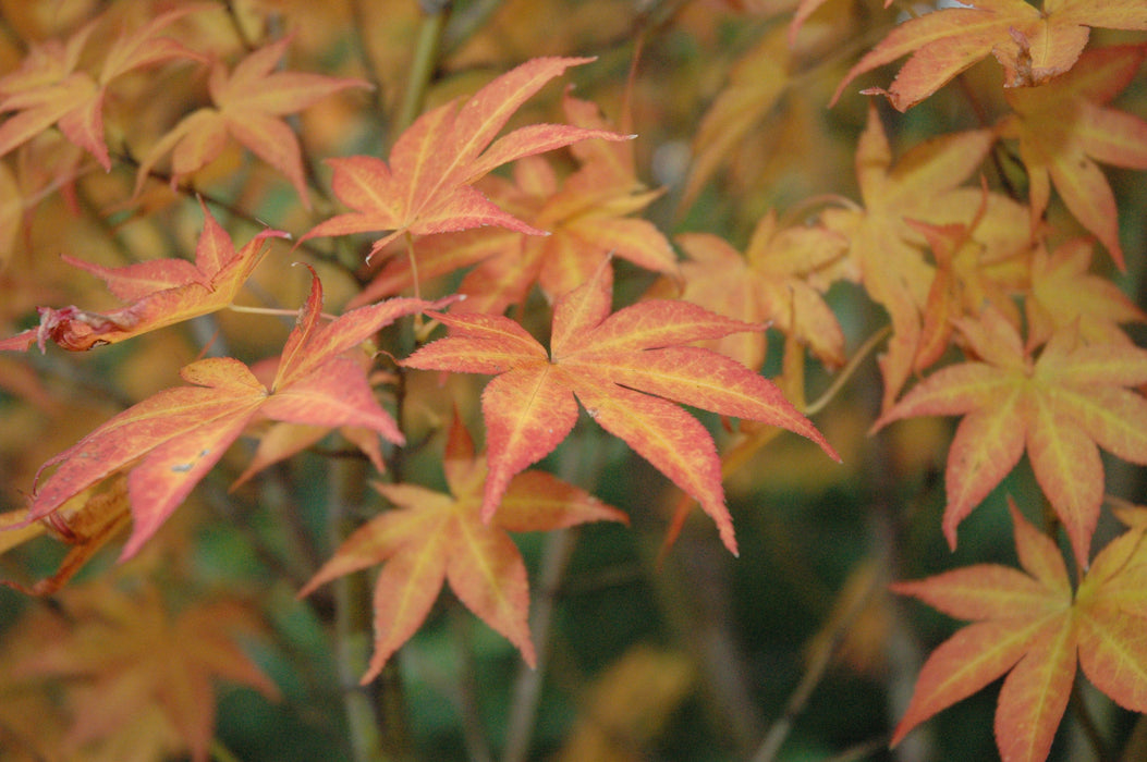 Acer palmatum 'Ogon sarasa' Golden Calico Cloth Japanese Maple