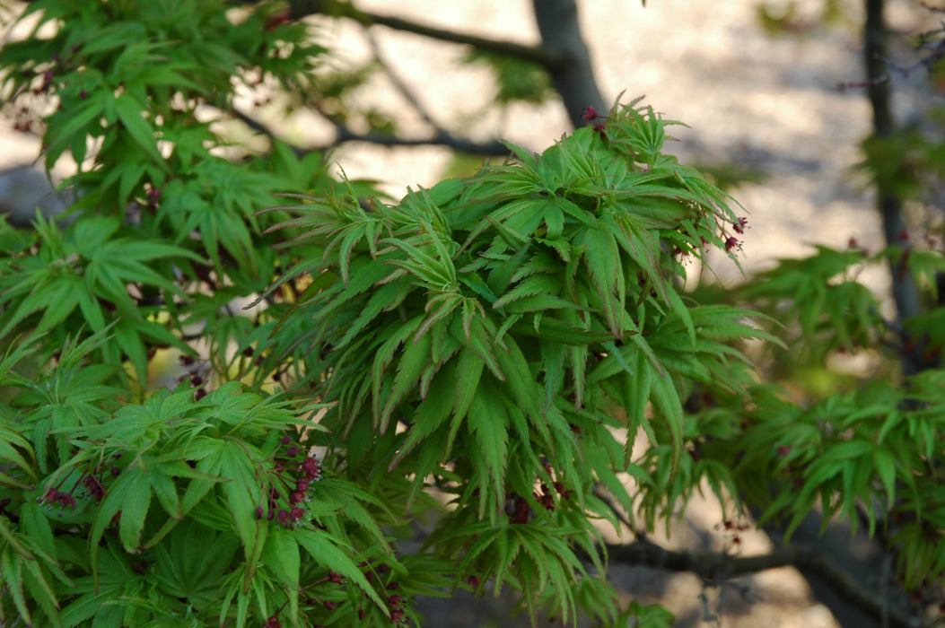 Acer palmatum 'Lima Gold' Dwarf Japanese Maple