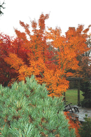 - Acer palmatum 'Shishigashira' Lion's Head Japanese Maple - Mr Maple │ Buy Japanese Maple Trees