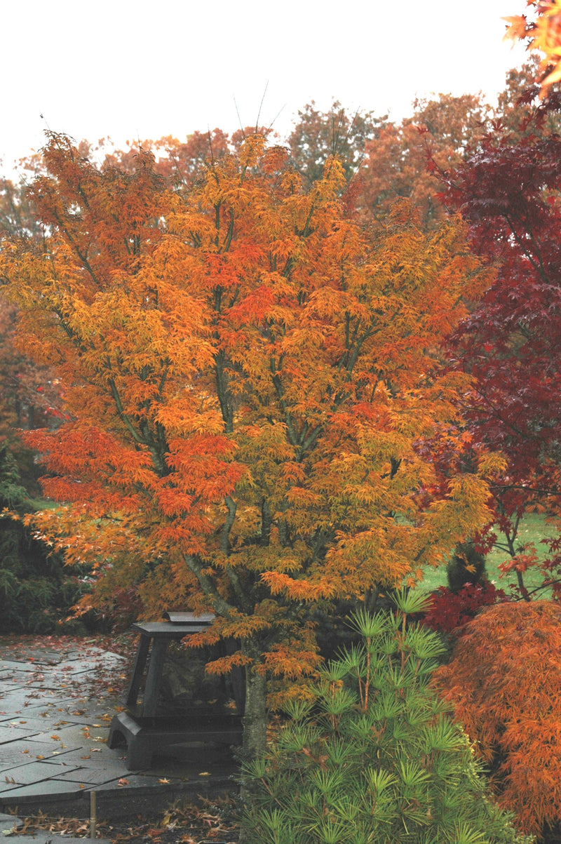- Acer palmatum 'Shishigashira' Lion's Head Japanese Maple - Mr Maple │ Buy Japanese Maple Trees