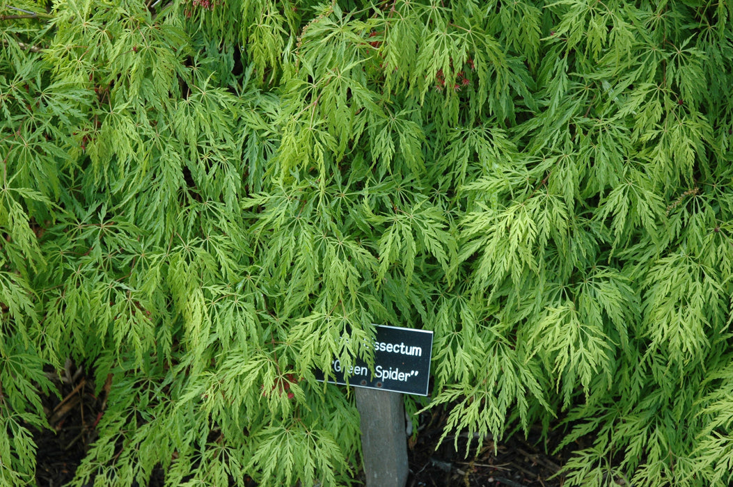 FOR PICKUP ONLY | Acer palmatum 'Green Spider' Japanese Maple | DOES NOT SHIP