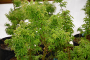 - Acer palmatum 'Shishigashira' Lion's Head Japanese Maple - Mr Maple │ Buy Japanese Maple Trees