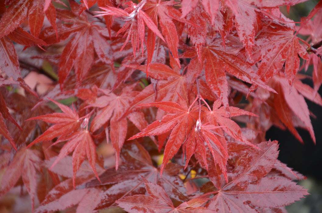 Acer palmatum 'Shojo nomura' Red Japanese Maple