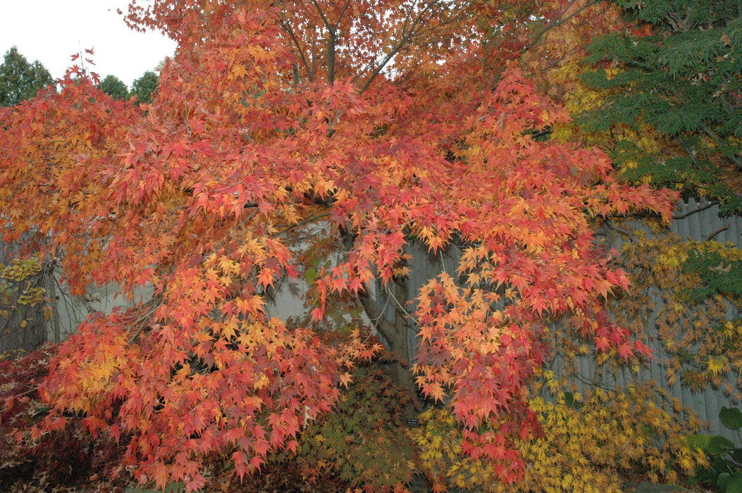 Acer palmatum 'Oridono nishiki' Pink Variegated Japanese Maple
