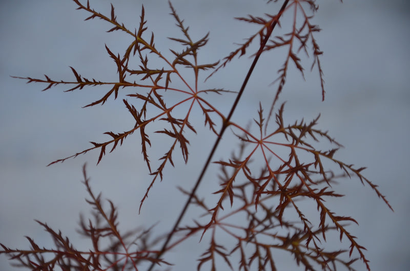 - Acer palmatum 'Red Filigree Lace' Dwarf Japanese Maple - Mr Maple │ Buy Japanese Maple Trees