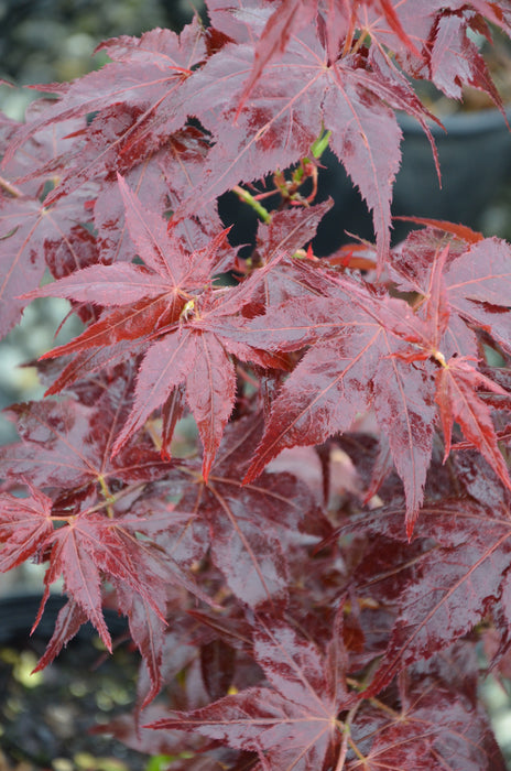 Acer palmatum 'Ruby Ridge' Japanese Maple