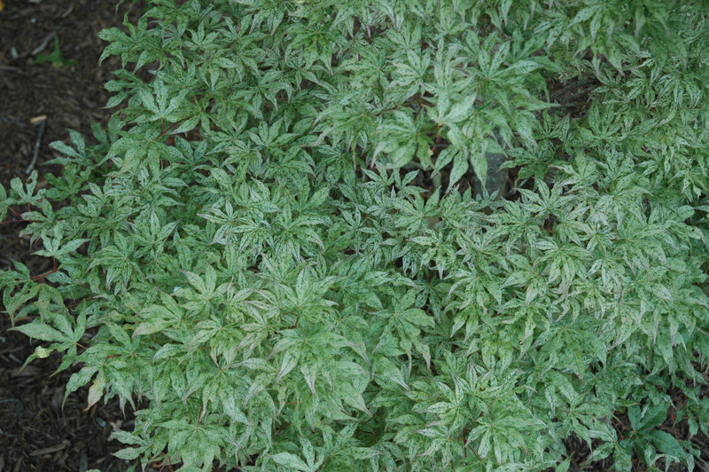 - Acer palmatum 'Ukigumo' Floating Clouds Japanese Maple - Mr Maple │ Buy Japanese Maple Trees