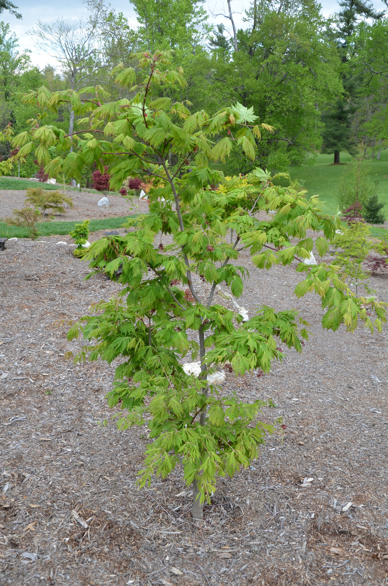 - Acer japonicum 'Mai kujaku' Dancing Peacock Japanese Maple - Mr Maple │ Buy Japanese Maple Trees