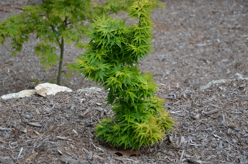 Test Product Mikawa - Mr Maple │ Buy Japanese Maple Trees