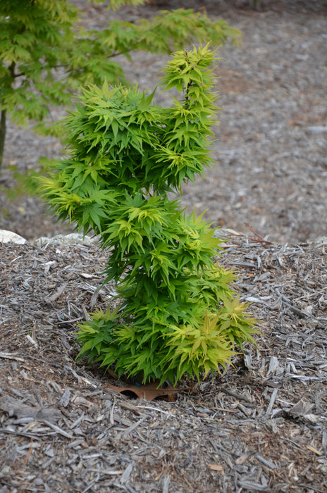 Acer palmatum 'Mikawa yatsubusa' Dwarf Japanese Maple