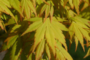 - Acer palmatum 'Orange Dream' Japanese Maple - Mr Maple │ Buy Japanese Maple Trees