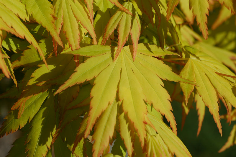 - Acer palmatum 'Orange Dream' Japanese Maple - Mr Maple │ Buy Japanese Maple Trees