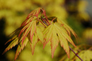 - Acer palmatum 'Orange Dream' Japanese Maple - Mr Maple │ Buy Japanese Maple Trees