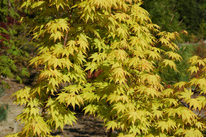 - Acer palmatum 'Orange Dream' Japanese Maple - Mr Maple │ Buy Japanese Maple Trees