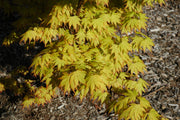 - Acer palmatum 'Orange Dream' Japanese Maple - Mr Maple │ Buy Japanese Maple Trees