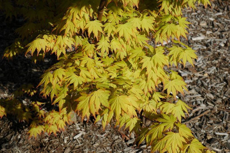 - Acer palmatum 'Orange Dream' Japanese Maple - Mr Maple │ Buy Japanese Maple Trees